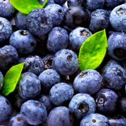 Climax Blueberry Bush -Deals Blossom Vines Store Climax Blueberry 5 BB