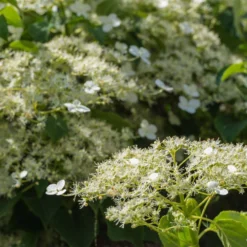 Climbing Hydrangea -Deals Blossom Vines Store Climbing Hydrangea 2