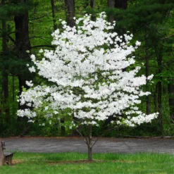 Cloud 9 Dogwood Tree -Deals Blossom Vines Store Cloud 9 Dogwood 1 BB