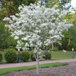 Cloud 9 Dogwood Tree -Deals Blossom Vines Store Cloud 9 Dogwood 4 BB