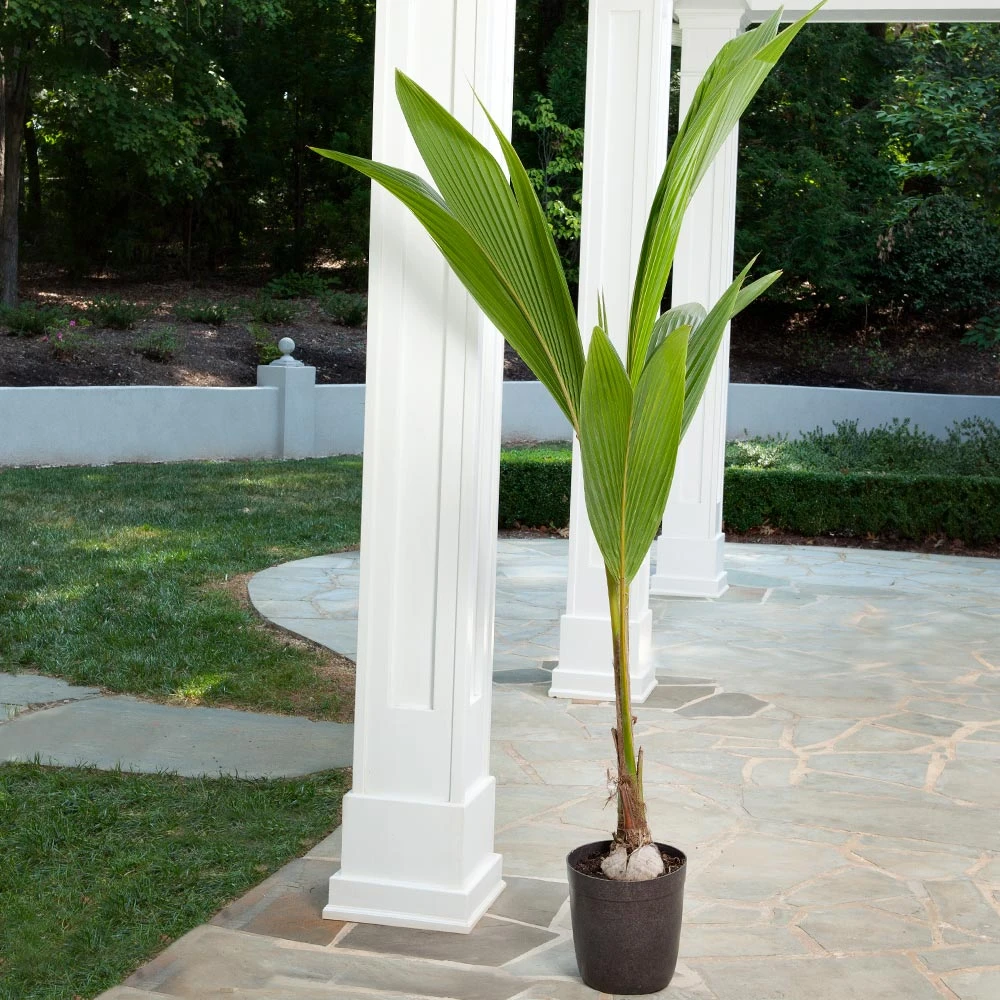 Coconut Palm Tree 6 Coconut Palm Tree - Image 4