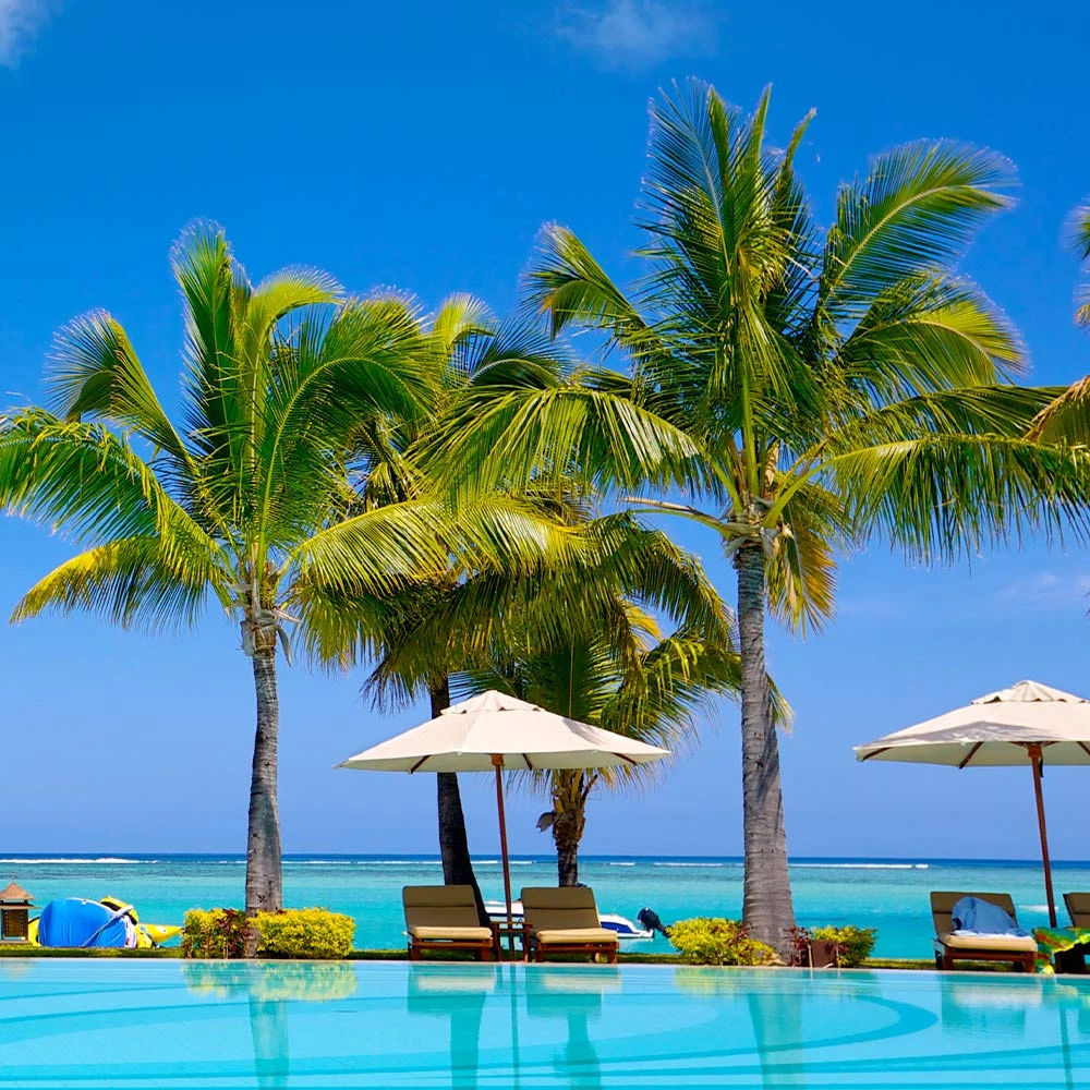 Coconut Palm Tree 7 Coconut Palm Tree - Image 5