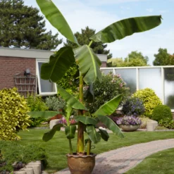 Cold Hardy Banana Tree -Deals Blossom Vines Store Cold Hardy Banana Tree 1