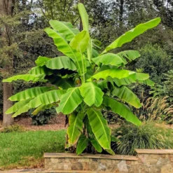 Cold Hardy Banana Tree -Deals Blossom Vines Store Cold Hardy Banana Tree 6
