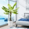 Cold Hardy Banana Tree -Deals Blossom Vines Store Cold Hardy Banana Tree BB 600x600 b2a55a1b fdee 4506 baf9 9ff98793d41d