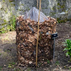 Cold Hardy Banana Tree -Deals Blossom Vines Store Cold Hardy Banana Tree FGT 3