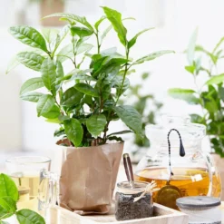 Cold Hardy Tea Plant