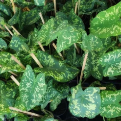 Colocasia 'Hilo Beauty' 9 Colocasia 'Hilo Beauty' -Deals Blossom Vines Store Colocasia Hilo beauty 2