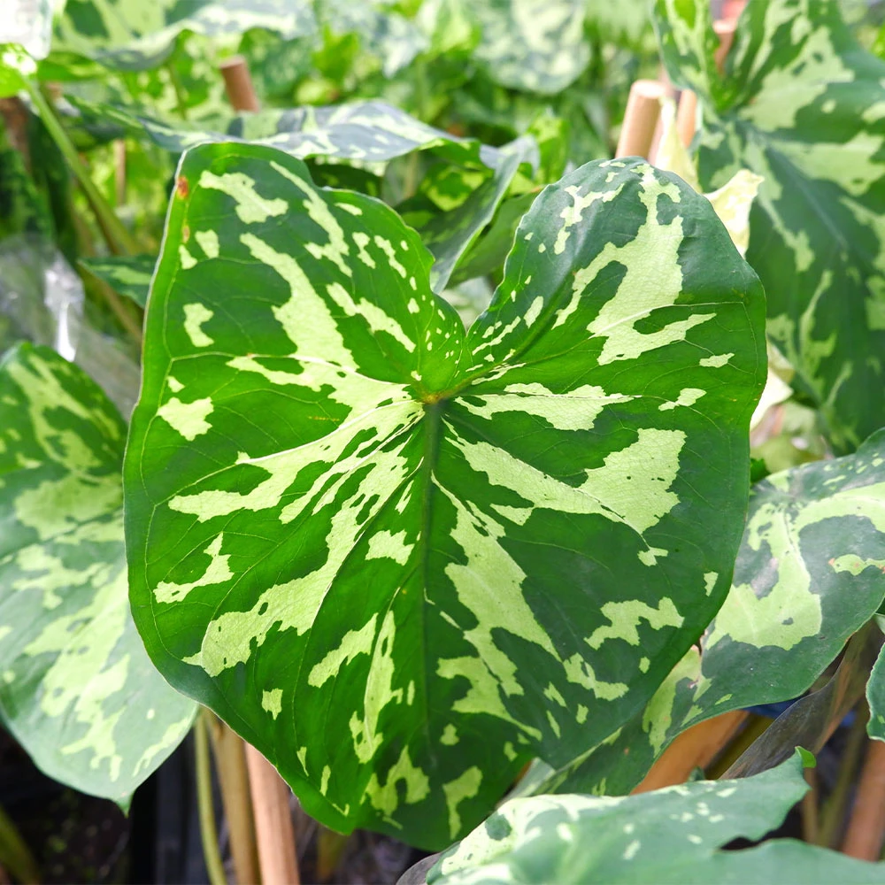 Colocasia 'Hilo Beauty' 5 Colocasia 'Hilo Beauty' - Image 3