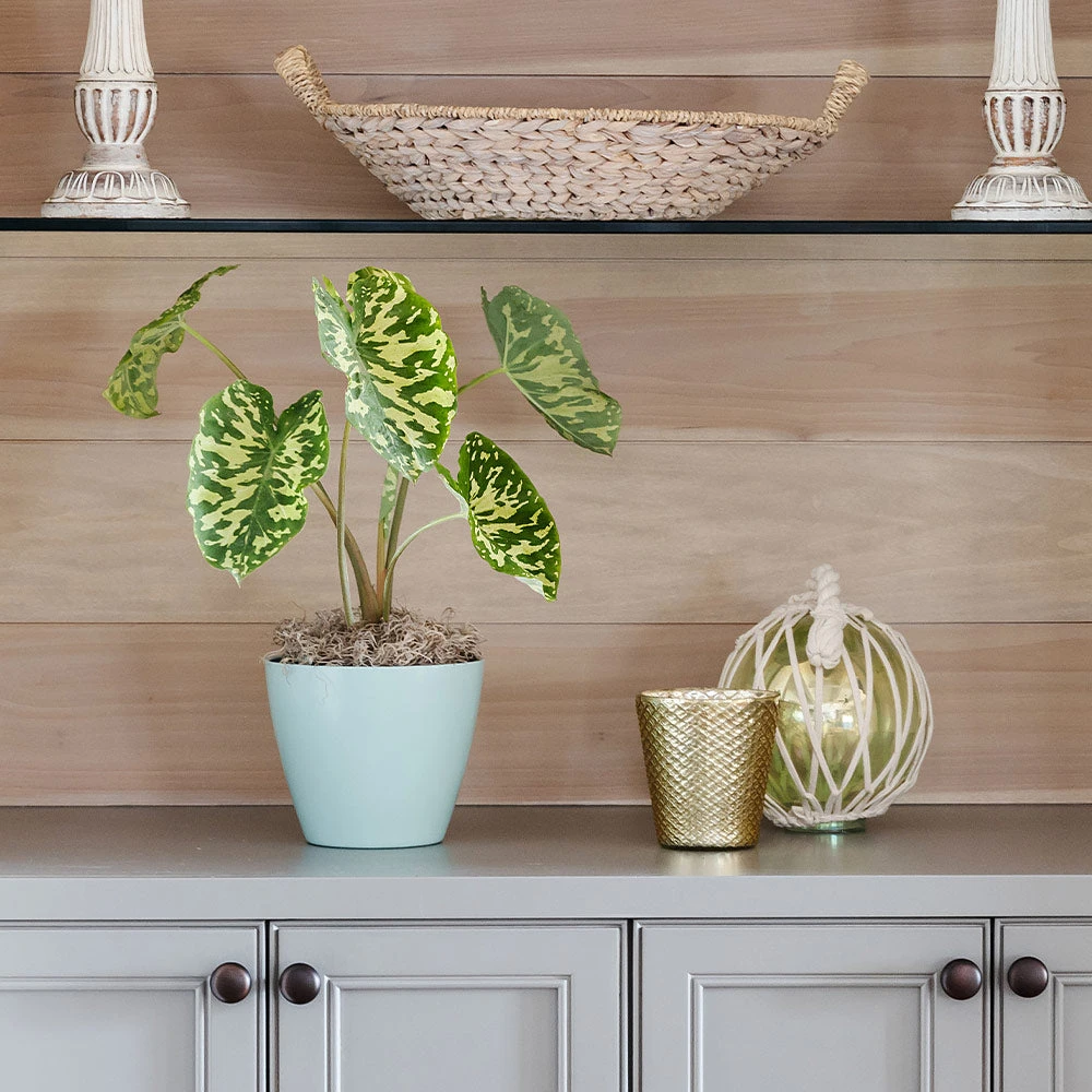 Colocasia 'Hilo Beauty' 4 Colocasia 'Hilo Beauty' - Image 2