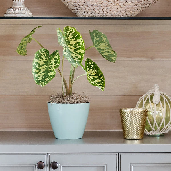 Colocasia 'Hilo Beauty' 3 Colocasia 'Hilo Beauty'