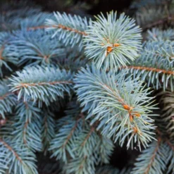 Colorado Blue Spruce Tree -Deals Blossom Vines Store Colorado BLue Spruce 2 BB