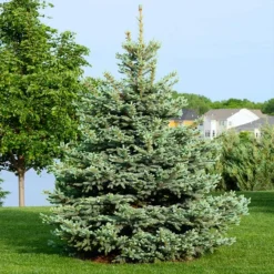 Colorado Blue Spruce Tree