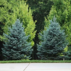 Colorado Blue Spruce Tree -Deals Blossom Vines Store Colorado BLue Spruce 7