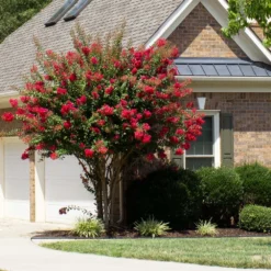 Colorama™ Scarlet Crape Myrtle -Deals Blossom Vines Store Colorama Scarlet Crape Myrtle 1