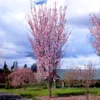 Columnar Sargent Cherry Tree 2 Columnar Sargent Cherry Tree -Deals Blossom Vines Store Columnar Sargent Cherry FGT 600x600 7d5caf24 d4ec 4558 b8d2 a683e92d90d6