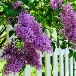 Common Purple Lilac Plant -Deals Blossom Vines Store Common Purple Lilac 3