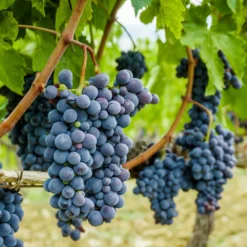Concord Grape Vine -Deals Blossom Vines Store Concord Grape 2 BB