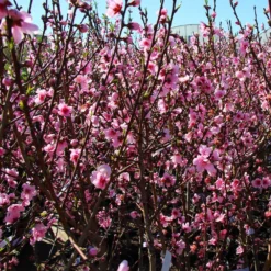 Contender Peach Tree -Deals Blossom Vines Store Contender Peach Tree 3