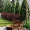 Cool-Climate Privacy Kit -Deals Blossom Vines Store Cool Season Privacy Climate Kit 600x600 85623143 875e 4efd 8738 9769d575f197