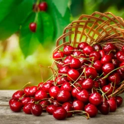 Coral Champagne Cherry Tree 8 Coral Champagne Cherry Tree -Deals Blossom Vines Store Coral Champagne Cherry Tree 3 BB