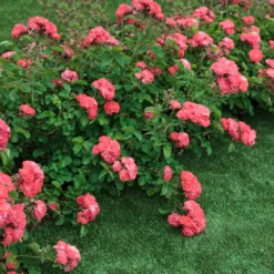 Coral Drift® Rose 7 Coral Drift® Rose -Deals Blossom Vines Store Coral Drift Rose 2 FGT