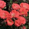 Coral Drift® Rose -Deals Blossom Vines Store Coral Drift Rose BB 600x600 d1a3a614 9347 4dee b250 bf48ce758998