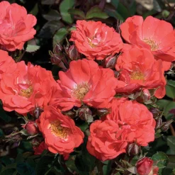 Coral Drift® Rose
