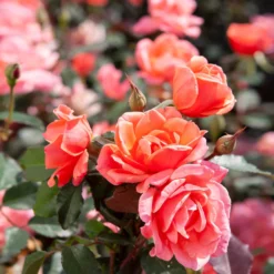 Coral Knock Out® Rose Shrub -Deals Blossom Vines Store Coral Knockout Rose 2 BB