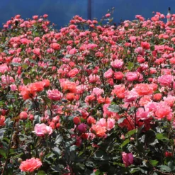 Coral Knock Out® Rose Shrub -Deals Blossom Vines Store Coral Knockout Rose 3 BB