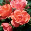 Coral Knock Out® Rose Shrub -Deals Blossom Vines Store Coral Knockout Rose BB 600x600 7c5ab405 4427 4606 9112 bc4c9cef2359