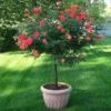 Coral Knock Out® Rose Tree -Deals Blossom Vines Store Coral Knockout Rose Tree 600x600 7007a4bc 76b2 475a 907d 81ae705c3b75
