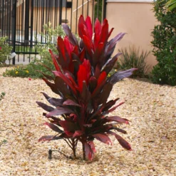 New Release -Deals Blossom Vines Store Cordyline Ti tree 4