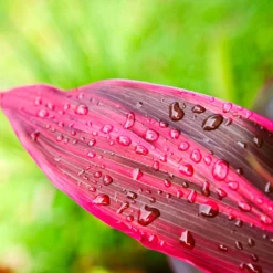 Hawaiian Ti Plant -Deals Blossom Vines Store Cordyline Ti tree 5