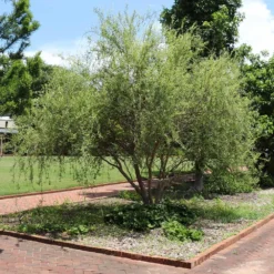 Corkscrew Willow Tree 10 Corkscrew Willow Tree -Deals Blossom Vines Store Corkscrew Willow 1