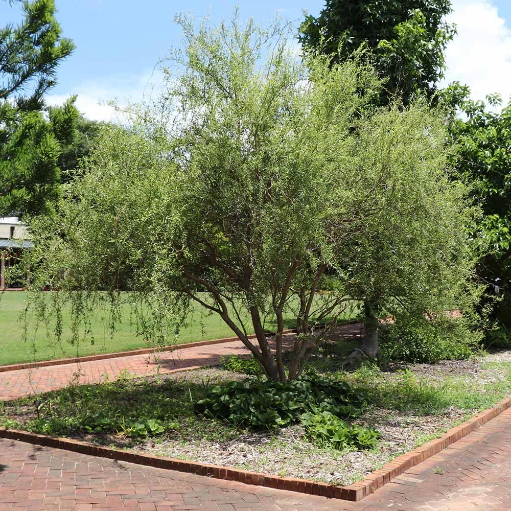Corkscrew Willow Tree 6 Corkscrew Willow Tree - Image 4