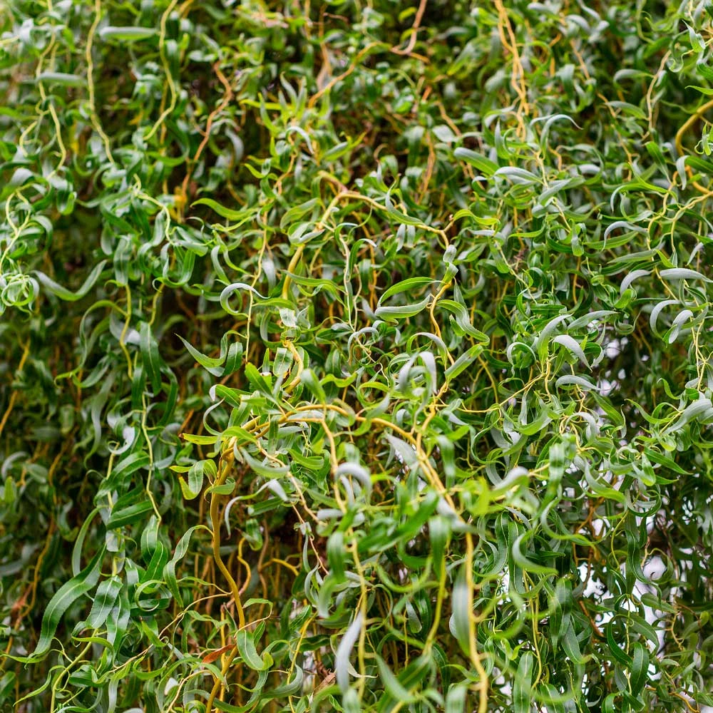 Corkscrew Willow Tree 4 Corkscrew Willow Tree - Image 2