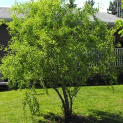 Corkscrew Willow Tree 9 Corkscrew Willow Tree -Deals Blossom Vines Store Corkscrew Willow 8 BB