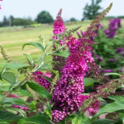 CranRazz™ Butterfly Bush (Tree Form) 9 CranRazz™ Butterfly Bush (Tree Form) -Deals Blossom Vines Store Cran Ras Butterfly Bush 3