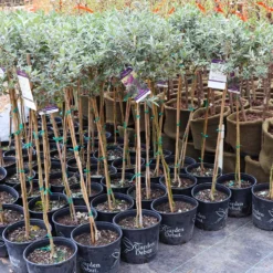 True Blue Butterfly Bush (Tree Form) 11 True Blue Butterfly Bush (Tree Form) -Deals Blossom Vines Store Cran Ras Butterfly Bush 4 1195c2bd 6061 4cbd 990f ebc3aae8c476