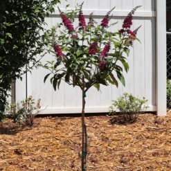 CranRazz™ Butterfly Bush (Tree Form) 8 CranRazz™ Butterfly Bush (Tree Form) -Deals Blossom Vines Store Cran Ras Butterfly Bush 5