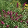 CranRazz™ Butterfly Bush (Tree Form) -Deals Blossom Vines Store Cran Ras Butterfly Bush BB 600x600 3bb7cf92 15a5 422d bbdb 82e40b4c3b58