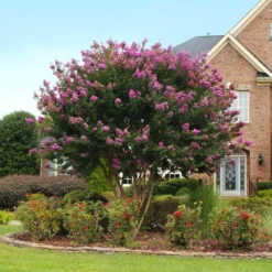 New Release -Deals Blossom Vines Store Crape Myrtle Twilight 3 BB