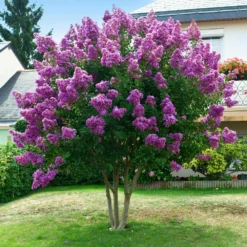 Twilight Crape Myrtle Tree -Deals Blossom Vines Store Crape Myrtle Twilight 5 BB