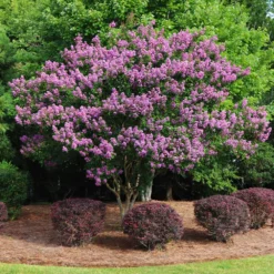 Twilight Crape Myrtle Tree -Deals Blossom Vines Store Crape Myrtle Twilight 9
