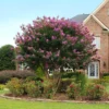 Twilight Crape Myrtle Tree -Deals Blossom Vines Store Crape Myrtle Twilight BB 600x600 3af4fe23 8c08 4d98 99ae e219cb65525c
