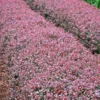 Crimson Pygmy Barberry Shrub 2 Crimson Pygmy Barberry Shrub -Deals Blossom Vines Store Crimson Pygmy Barberry 600x600 91a7ff86 52bc 4a48 b6b3 f07bd7524600