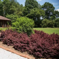 Crimson Fire™ Loropetalum 8 Crimson Fire™ Loropetalum -Deals Blossom Vines Store Crimson Fire Loropetalum 3