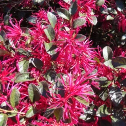 Crimson Fire™ Loropetalum 9 Crimson Fire™ Loropetalum -Deals Blossom Vines Store Crimson Fire Loropetalum 4