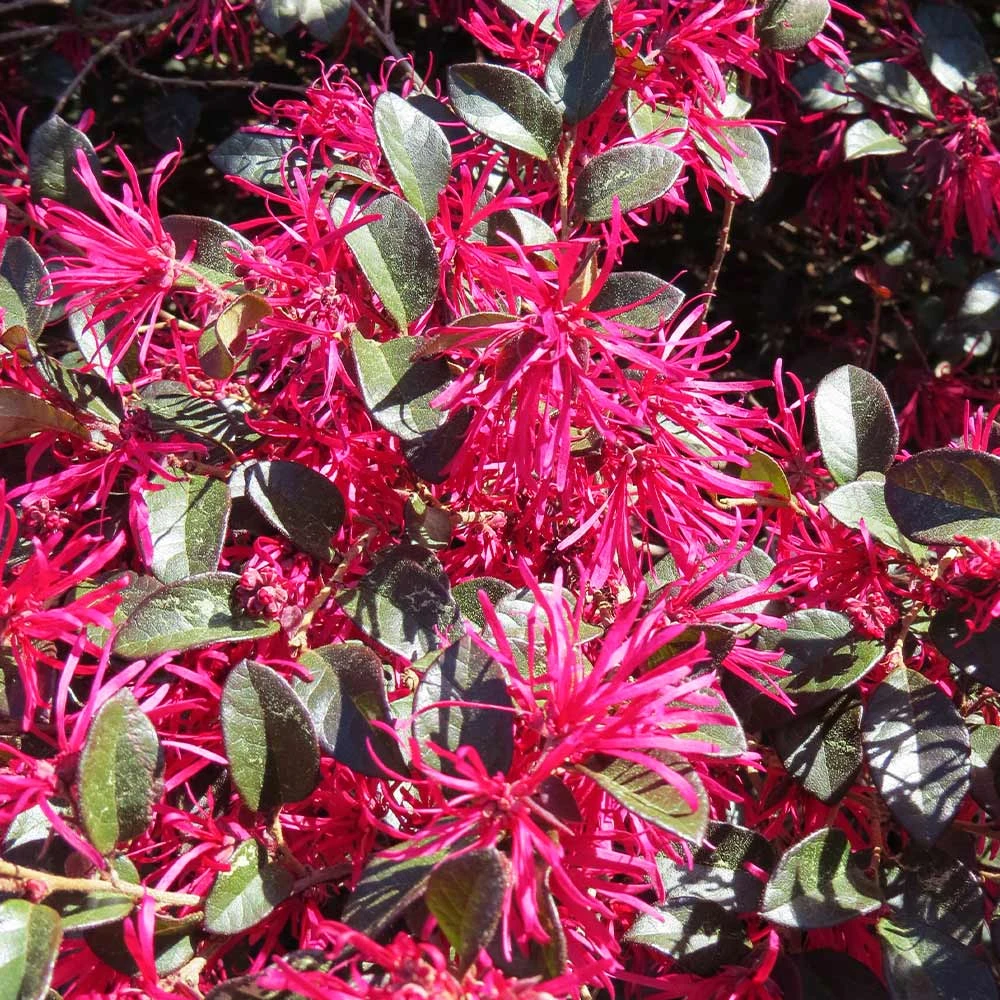 Crimson Fire™ Loropetalum 6 Crimson Fire™ Loropetalum - Image 4